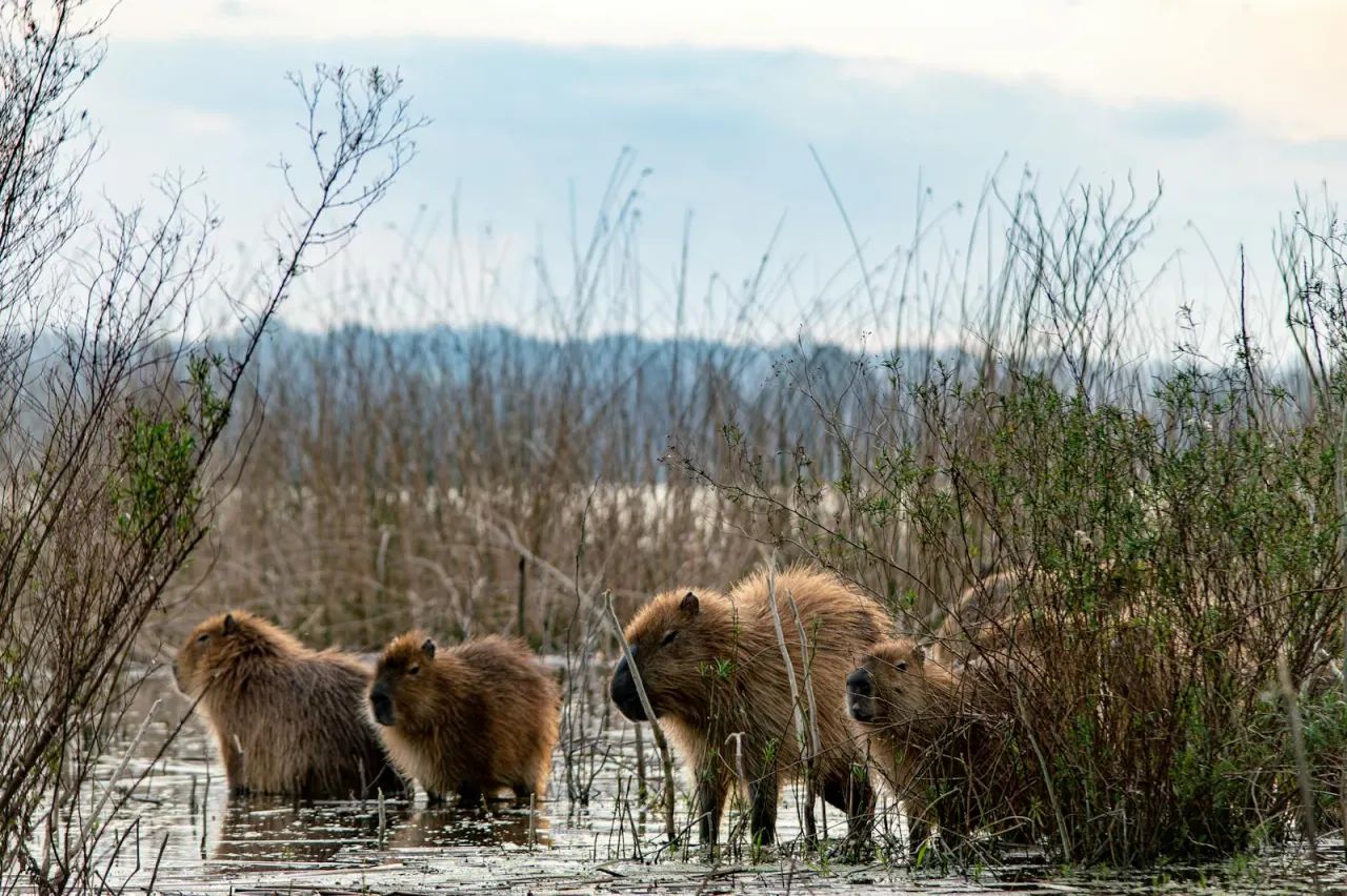 Group of capybaras navigating a wetland area in Argentina in natural wild habitat
