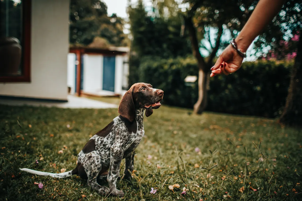 Person rewarding a dog with a treat during a training session in a calm outdoor setting