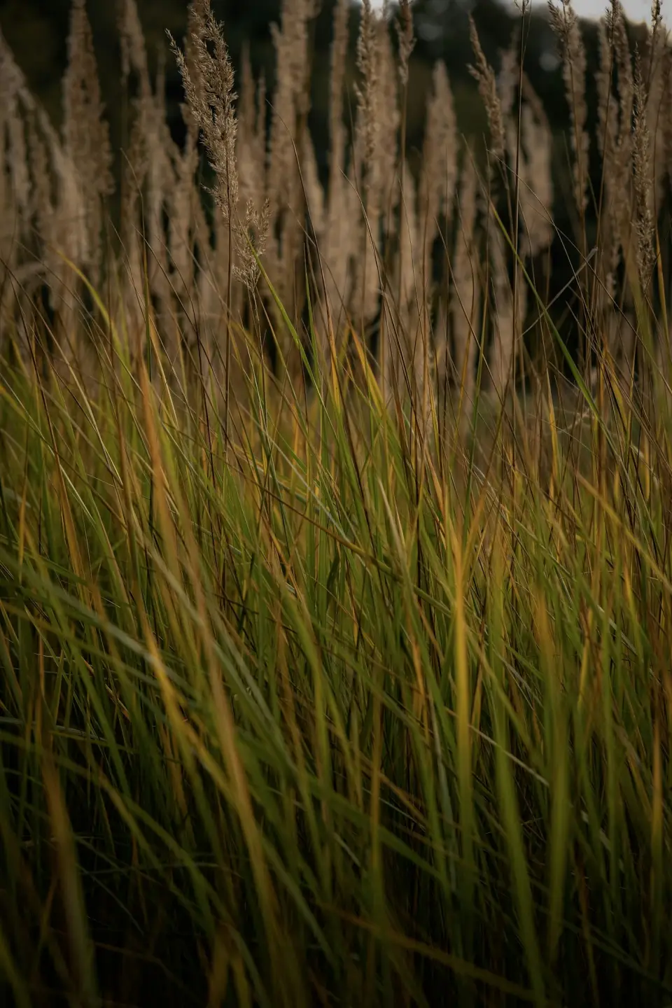 Close-up of green grass blades with a soft background
