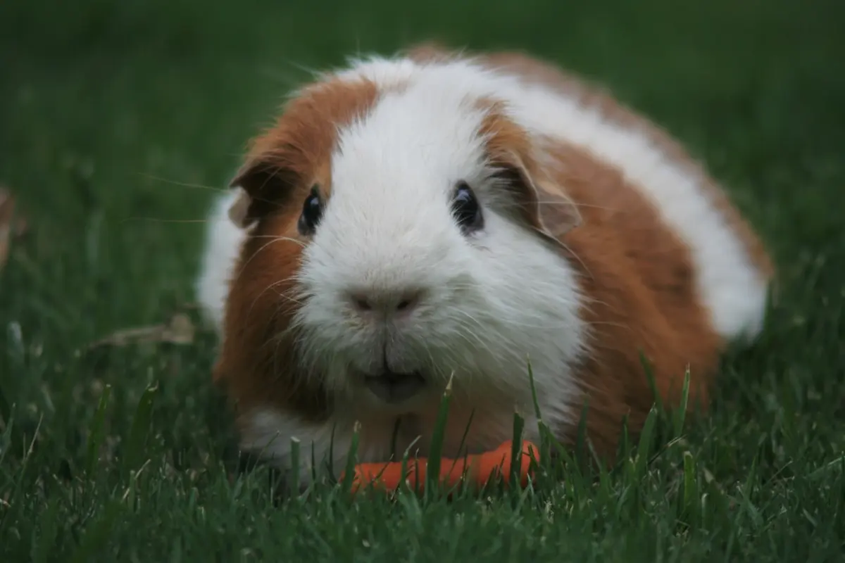 Brown and white guinea pig eating a carrot