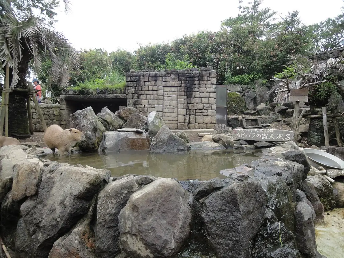 Capybaras soaking in the open-air hot spring at Izu Shaboten Zoo.