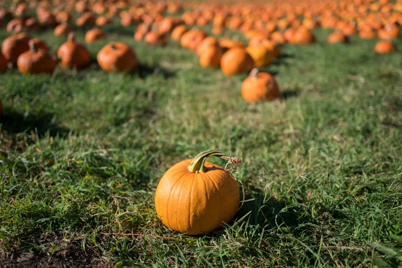 Orange pumpkin in a field showing a simple shape for capybara carving ideas