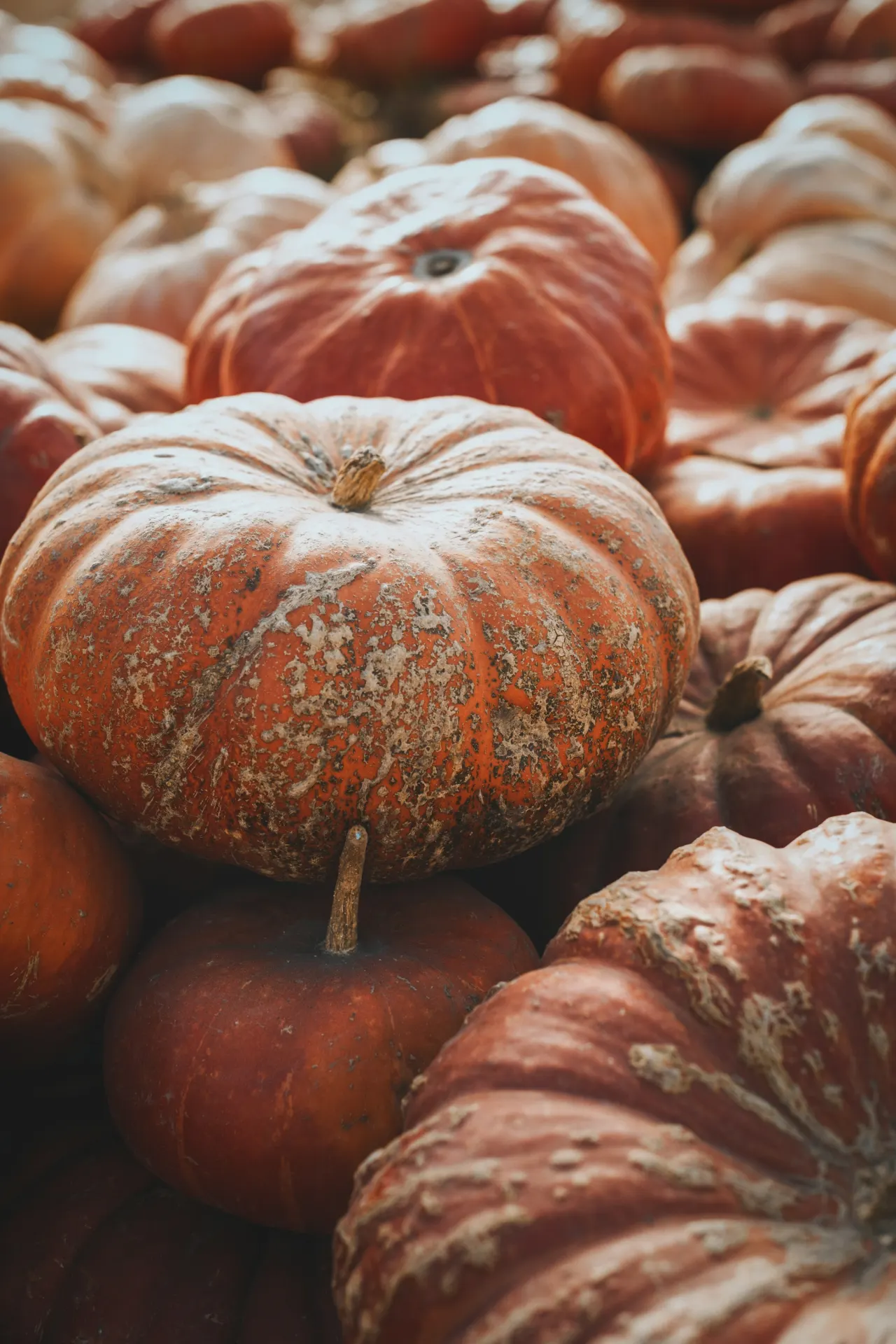 Pile of orange pumpkins that can anchor a capybara Halloween porch display