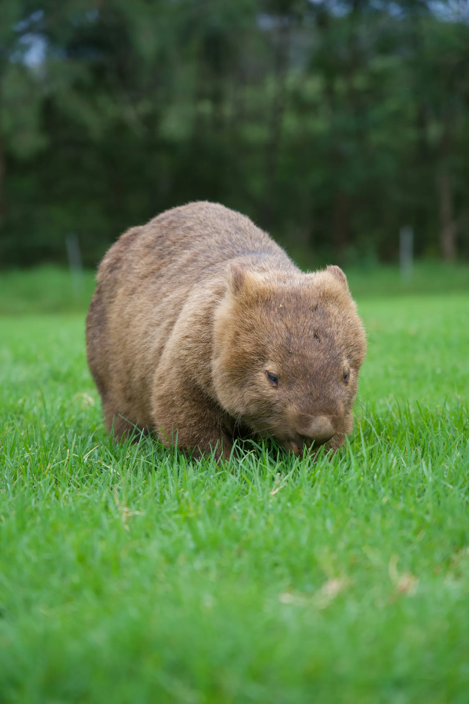 Common wombat in natural habitat — marsupial, not a rodent, separated from capybaras by roughly 160 million years of evolution