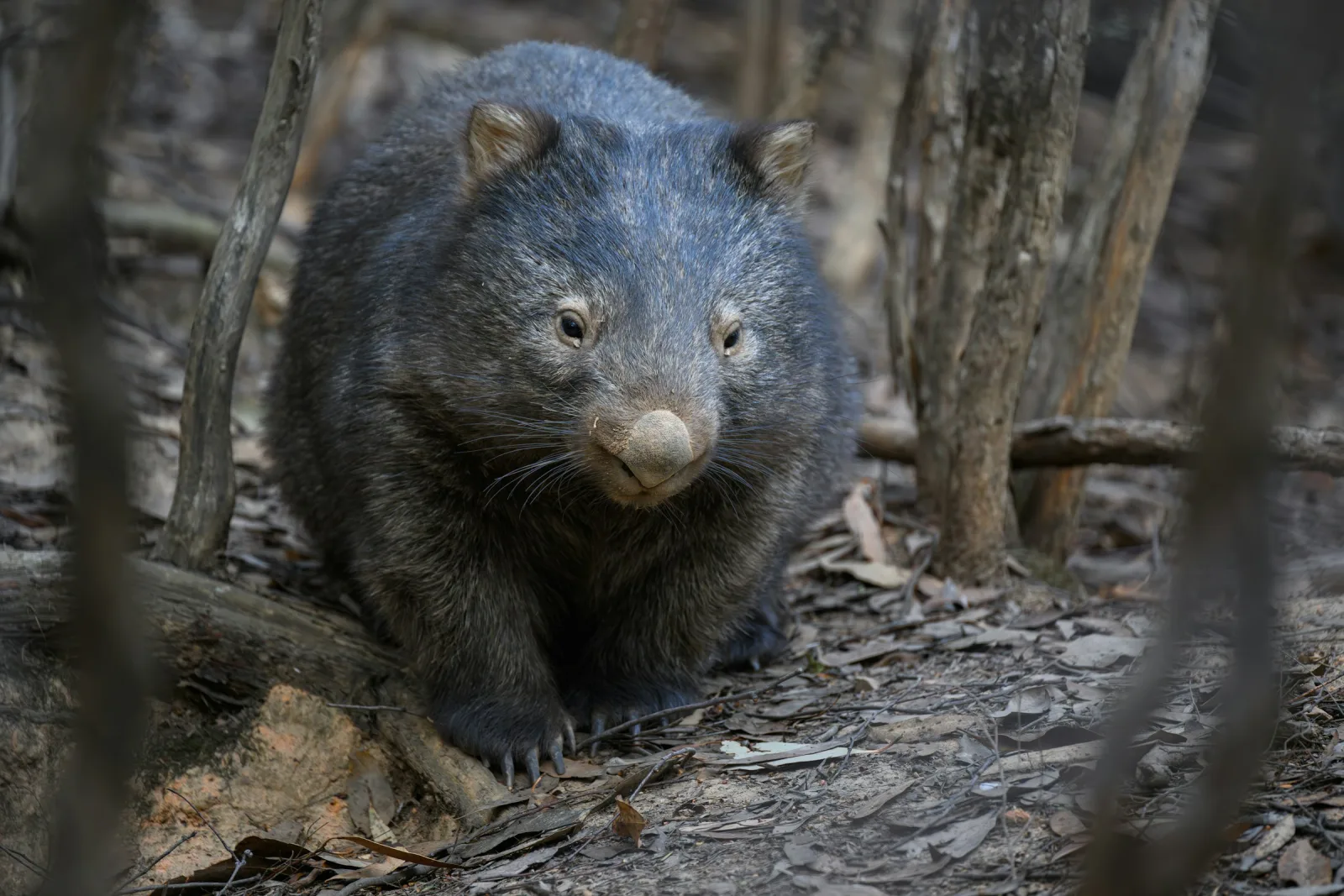 A capybara looking unimpressed by your inability to identify it