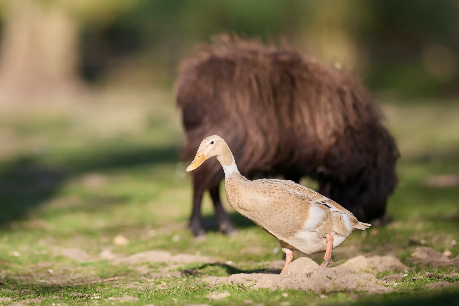 A duck and a capybara coexisting peacefully on grass