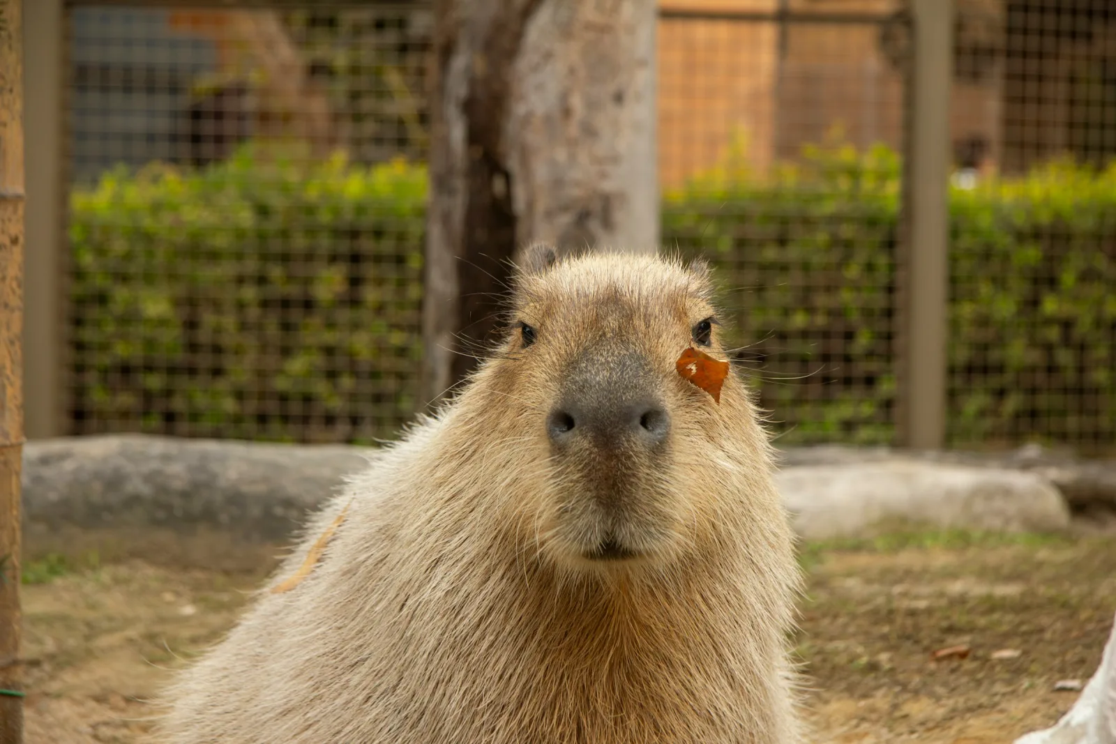 Capybara looking directly at the camera with a knowing expression