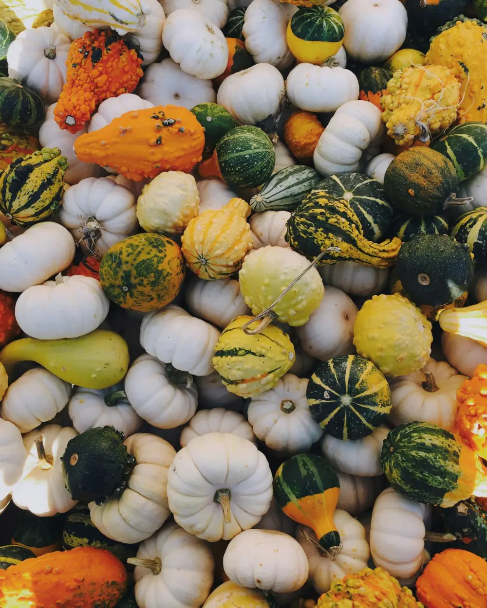 Green white and orange squash arranged together