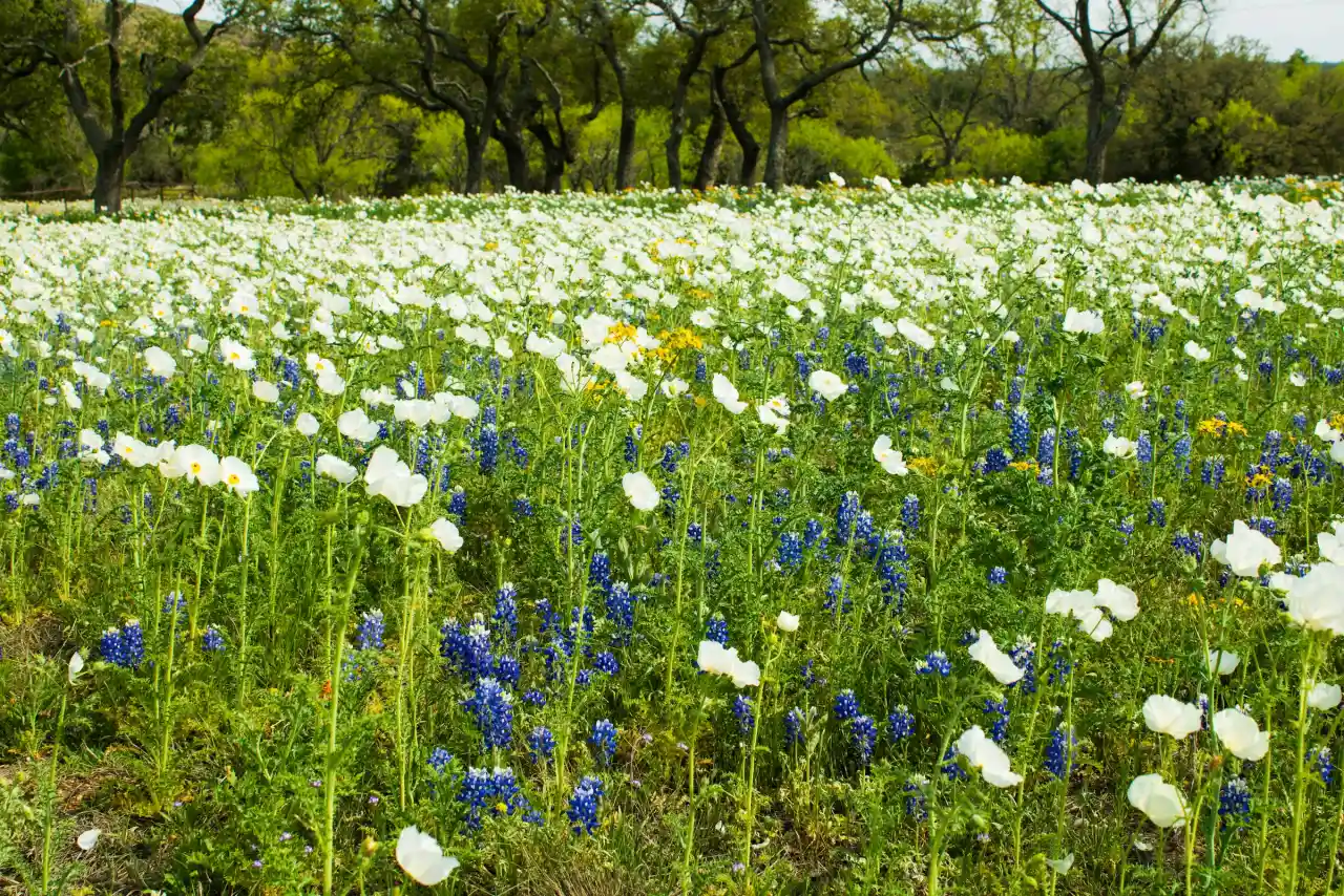 Field of bluebonnet wildflowers in Texas hill country under a bright spring sky