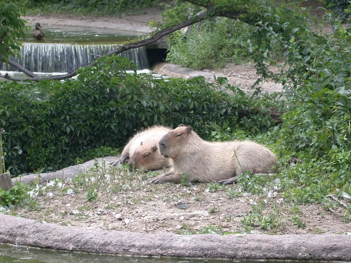 A capybara at the Toronto Zoo.