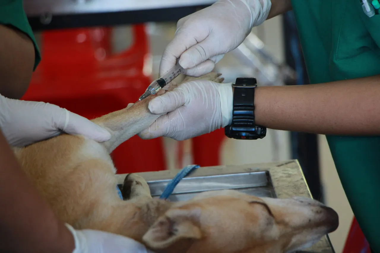 Veterinarian administering an injection to a dog on an exam table during a routine clinic visit