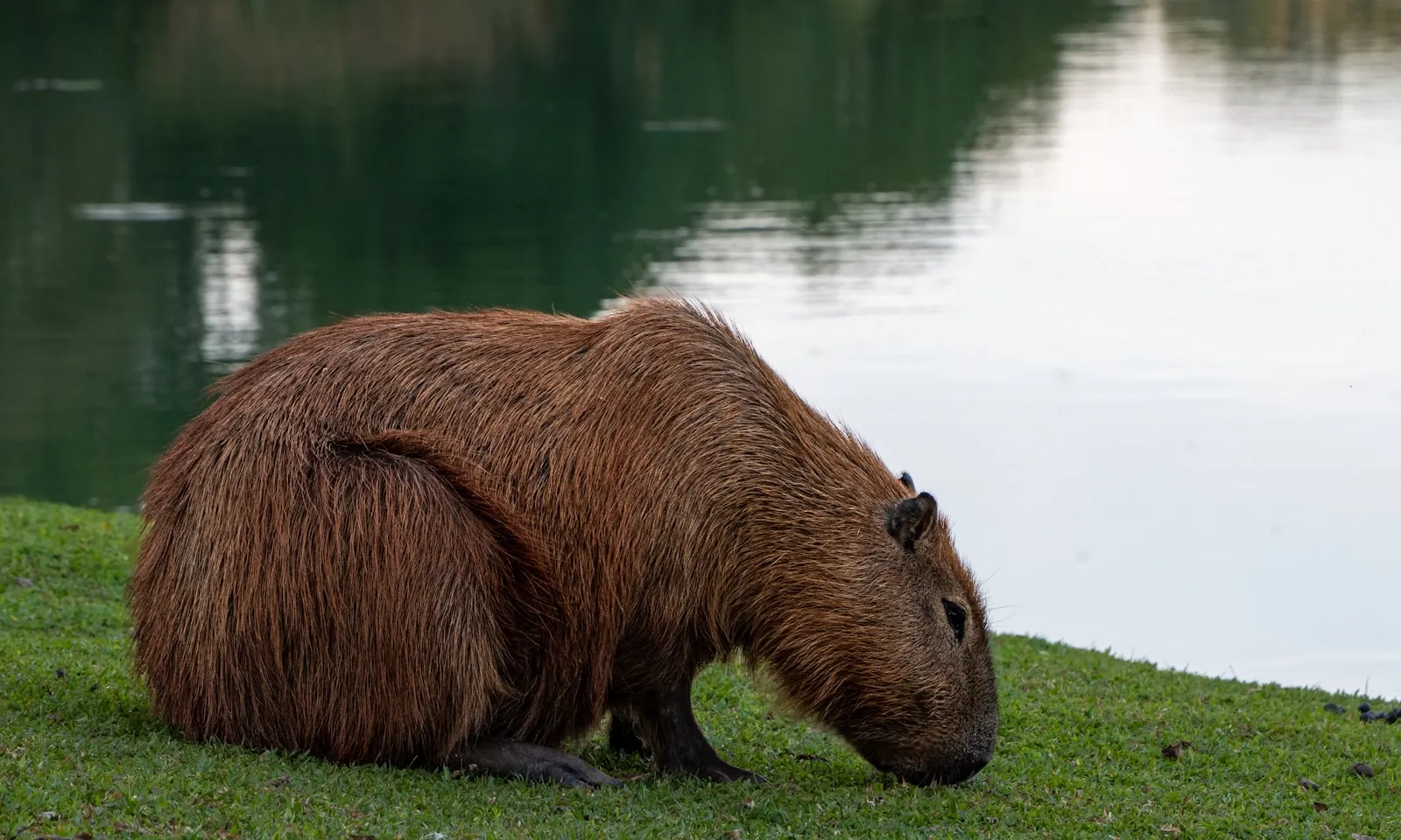 Capybara grazing beside water in Curitiba Brazil