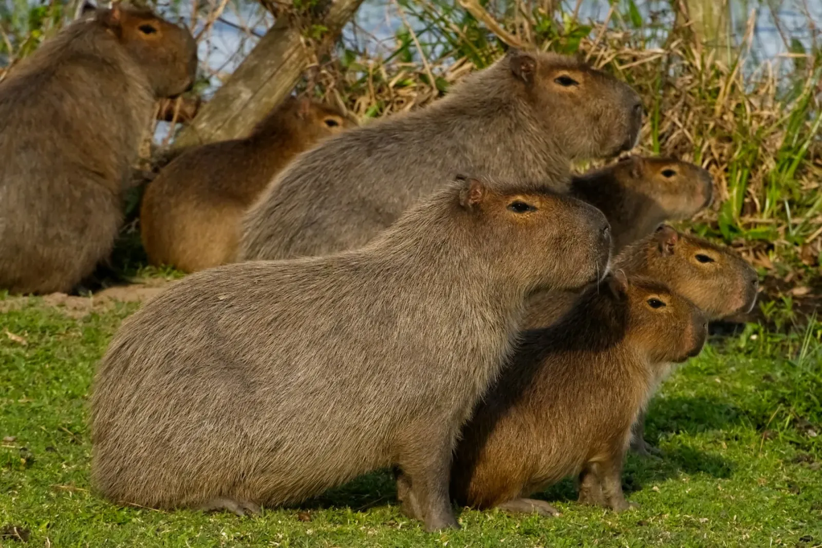 Group of capybaras resting together on a grassy Brazilian riverbank