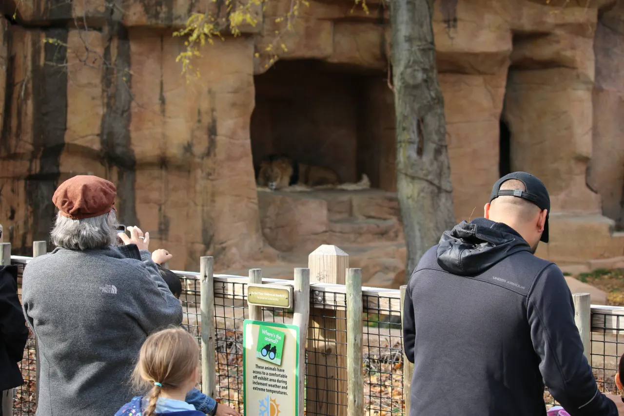 Zoo visitors watching animals on a warm day for a guide to how zoos keep capybaras cool